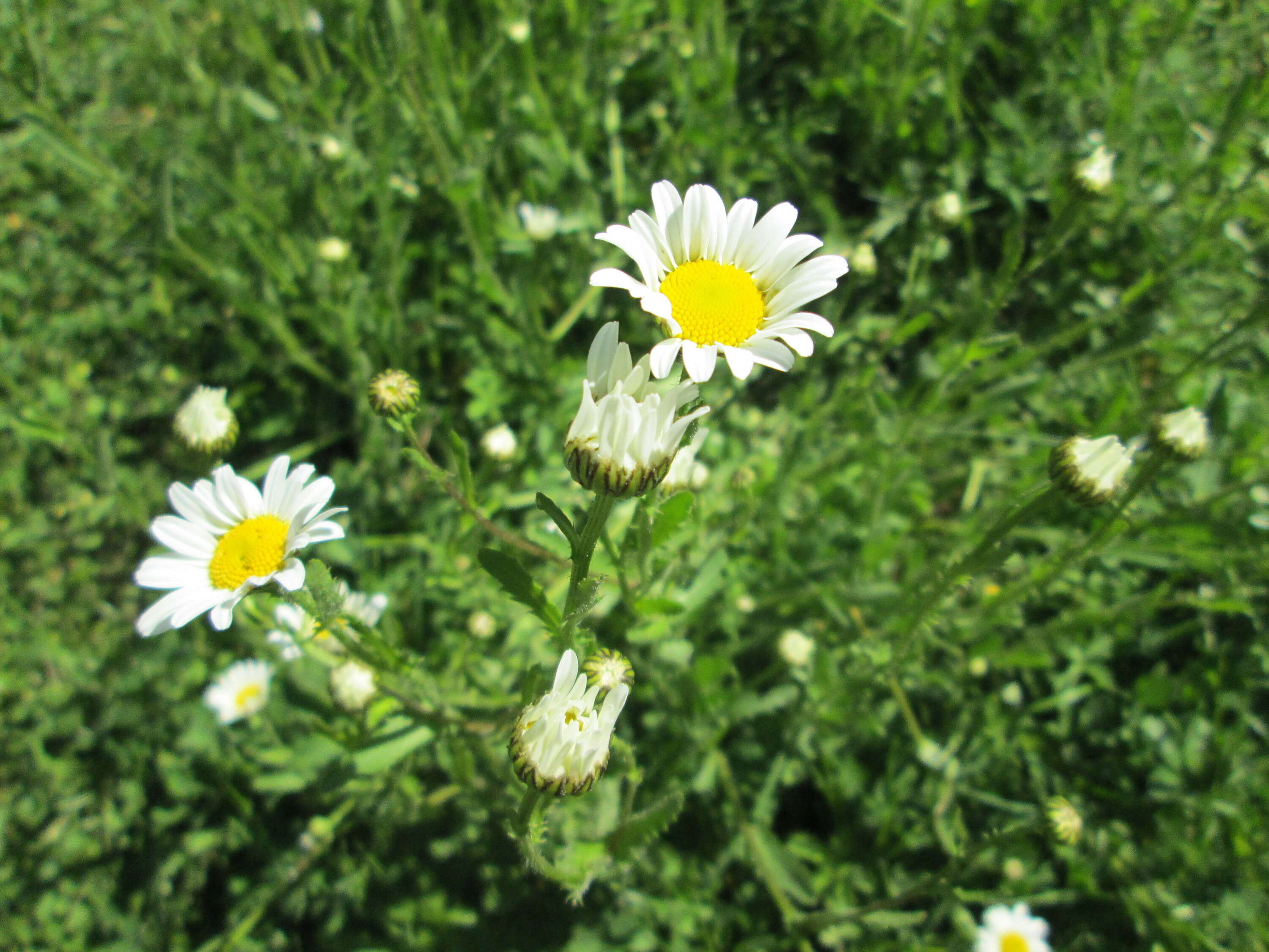 Image of Oxeye Daisy