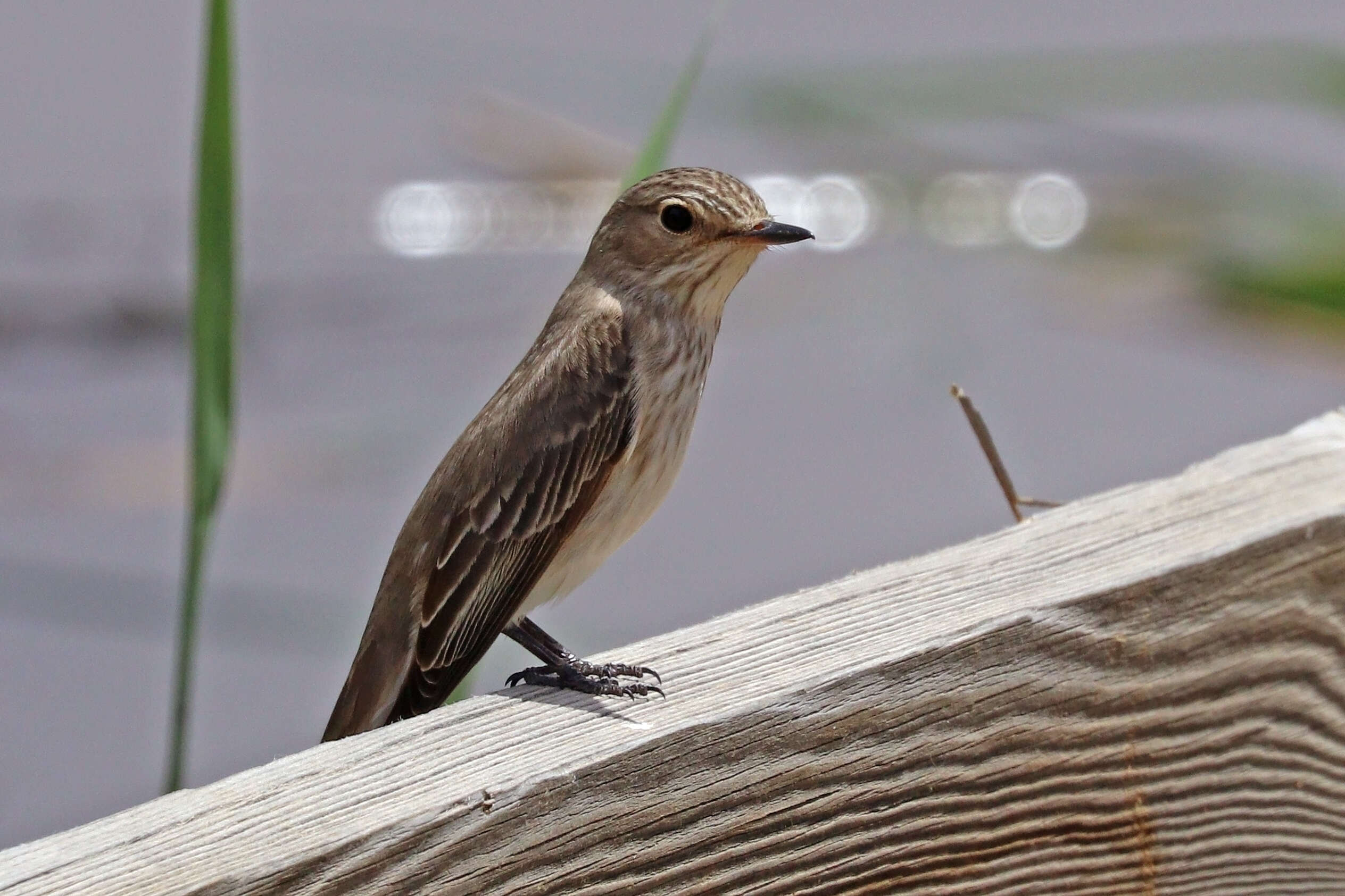 Image of Spotted Flycatcher