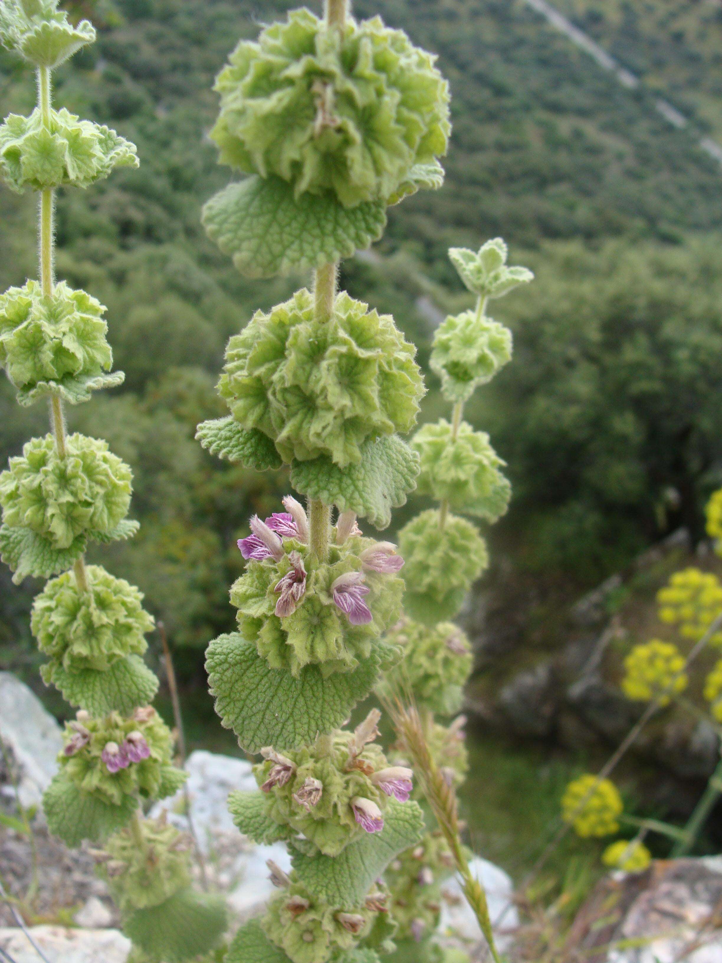 Image of horehound