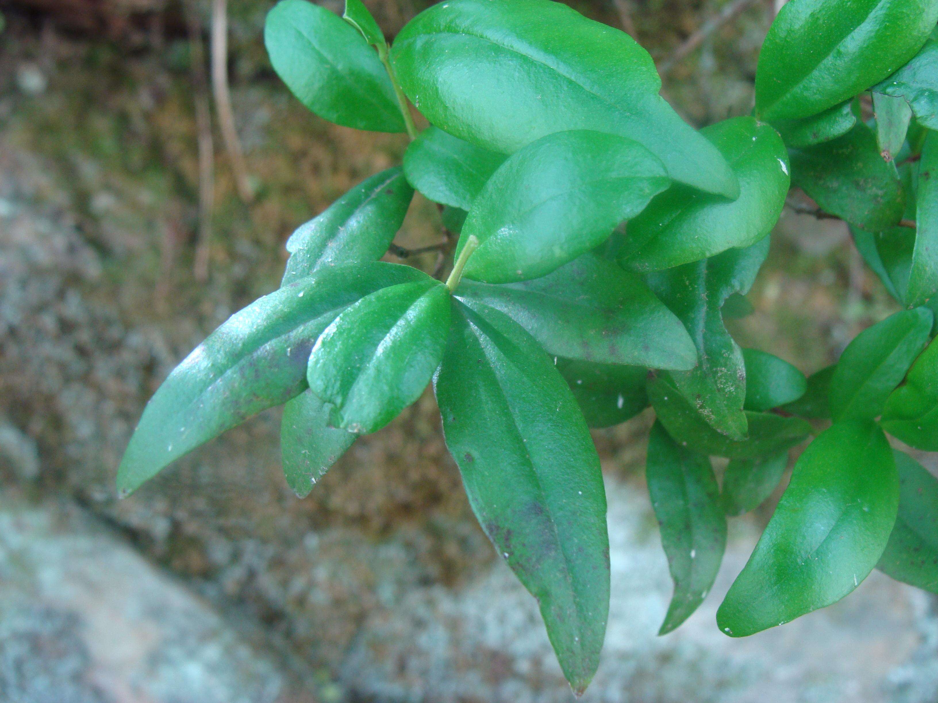 Image de Myrtus communis L.