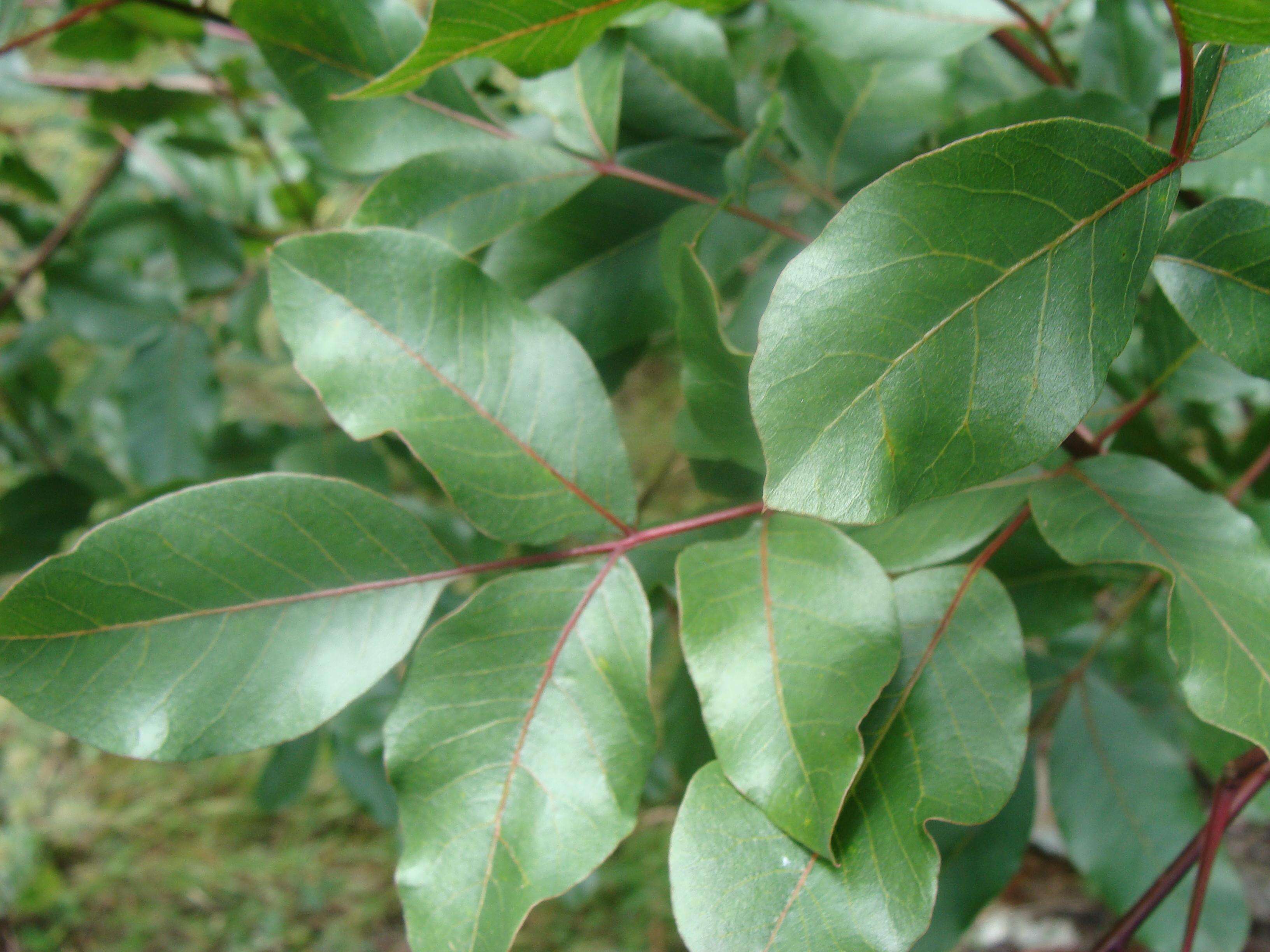 Image of Cyprus turpentine