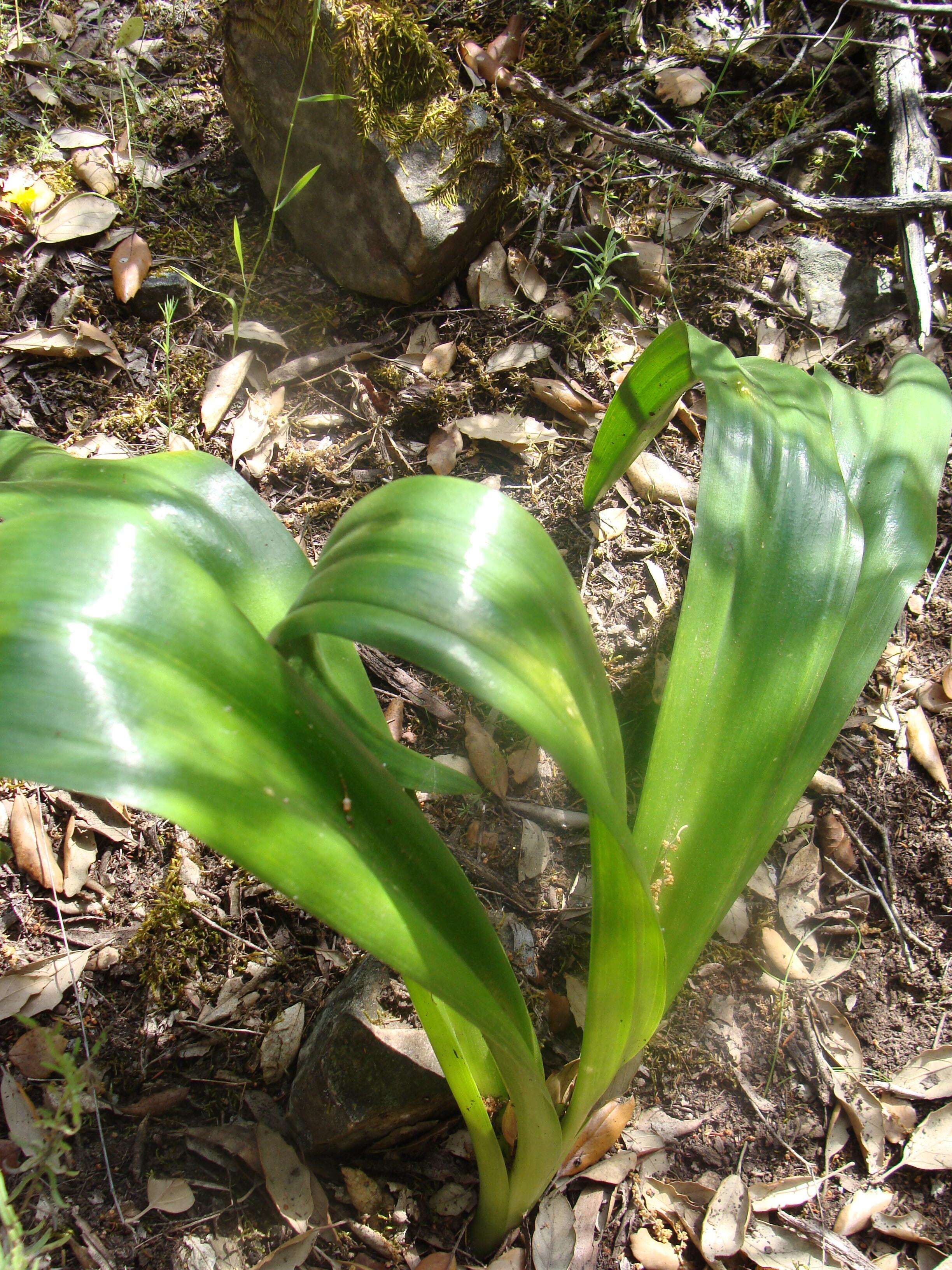 Image of Mededicinal squill