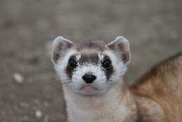 Image of Black-footed Ferret