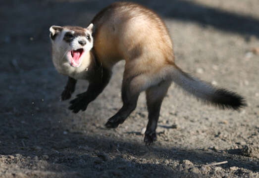 Image of Black-footed Ferret