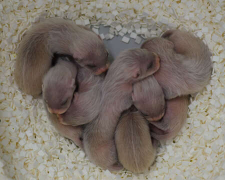 Image of Black-footed Ferret