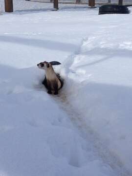 Image of Black-footed Ferret