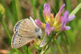 Image of Silvery Blue