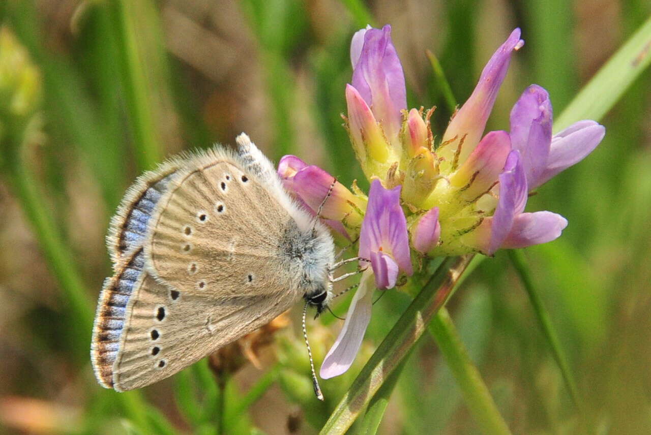 Image of Silvery Blue