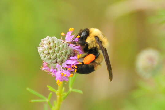 Image of Brown-belted Bumblebee