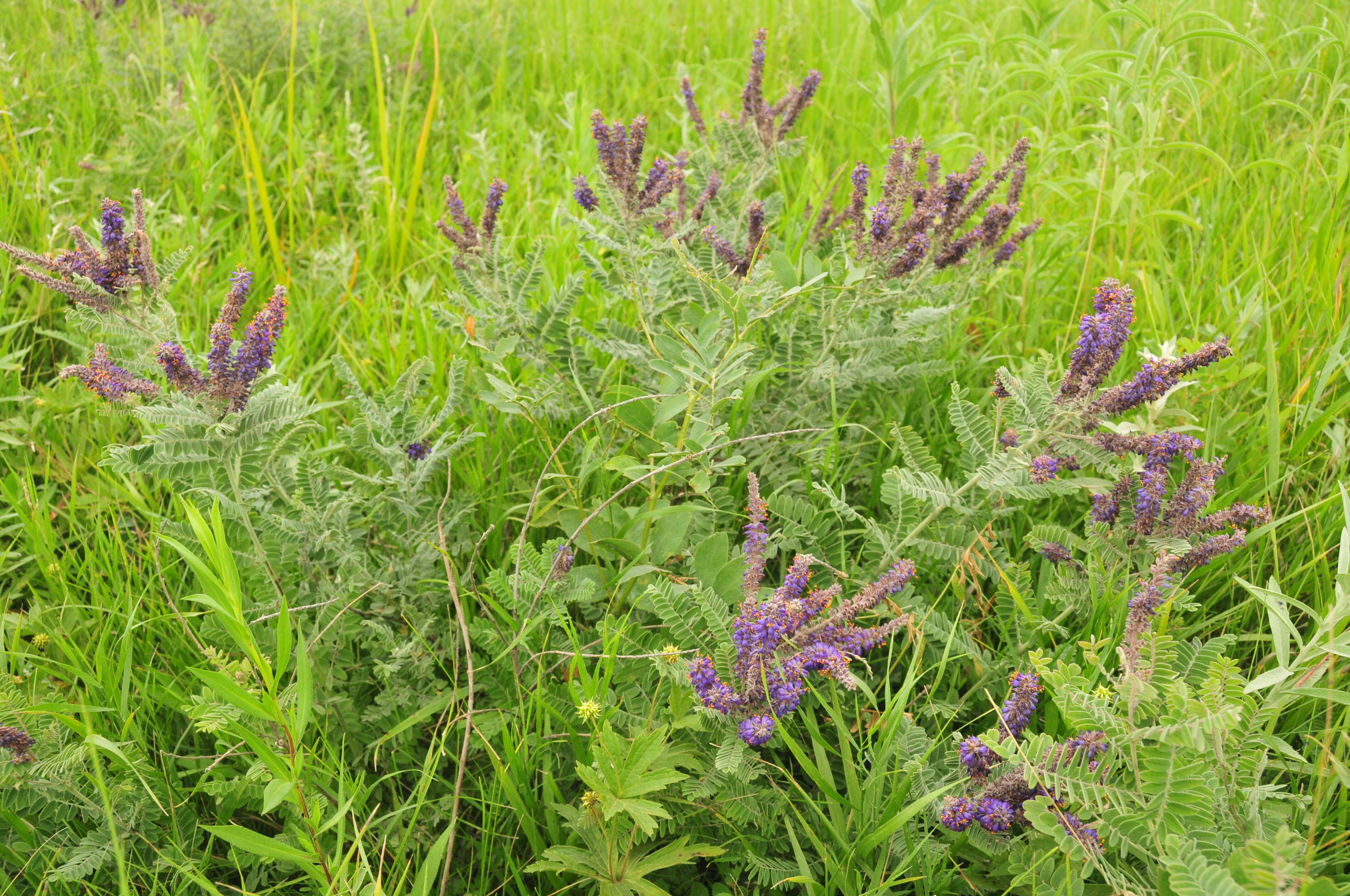 Image of leadplant