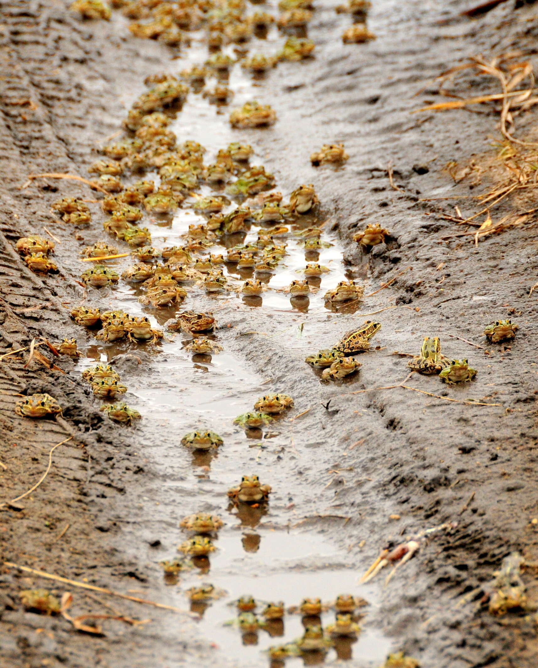 Image of Northern Leopard Frog