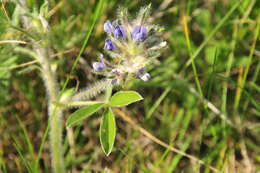 Image of large Indian breadroot