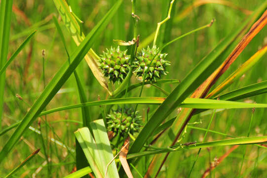 Imagem de Sparganium eurycarpum Engelm.