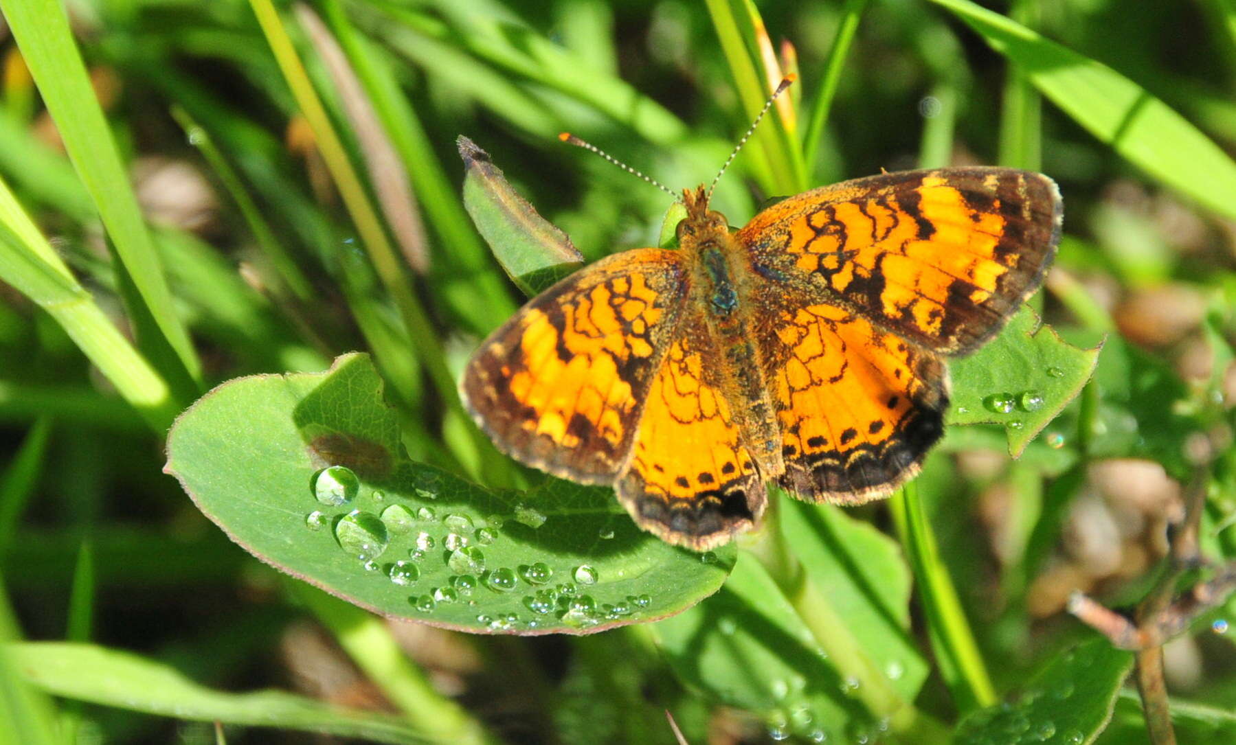 Image of Phyciodes cocyta