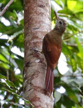 Image of Amazonian Barred Woodcreeper