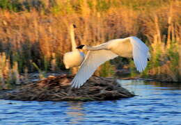 Image of Trumpeter Swan