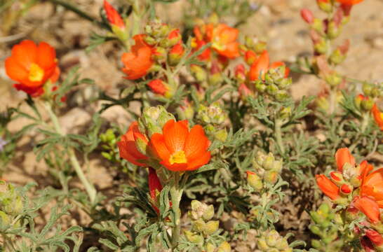 Imagem de Sphaeralcea coccinea (Nutt.) Rydb.