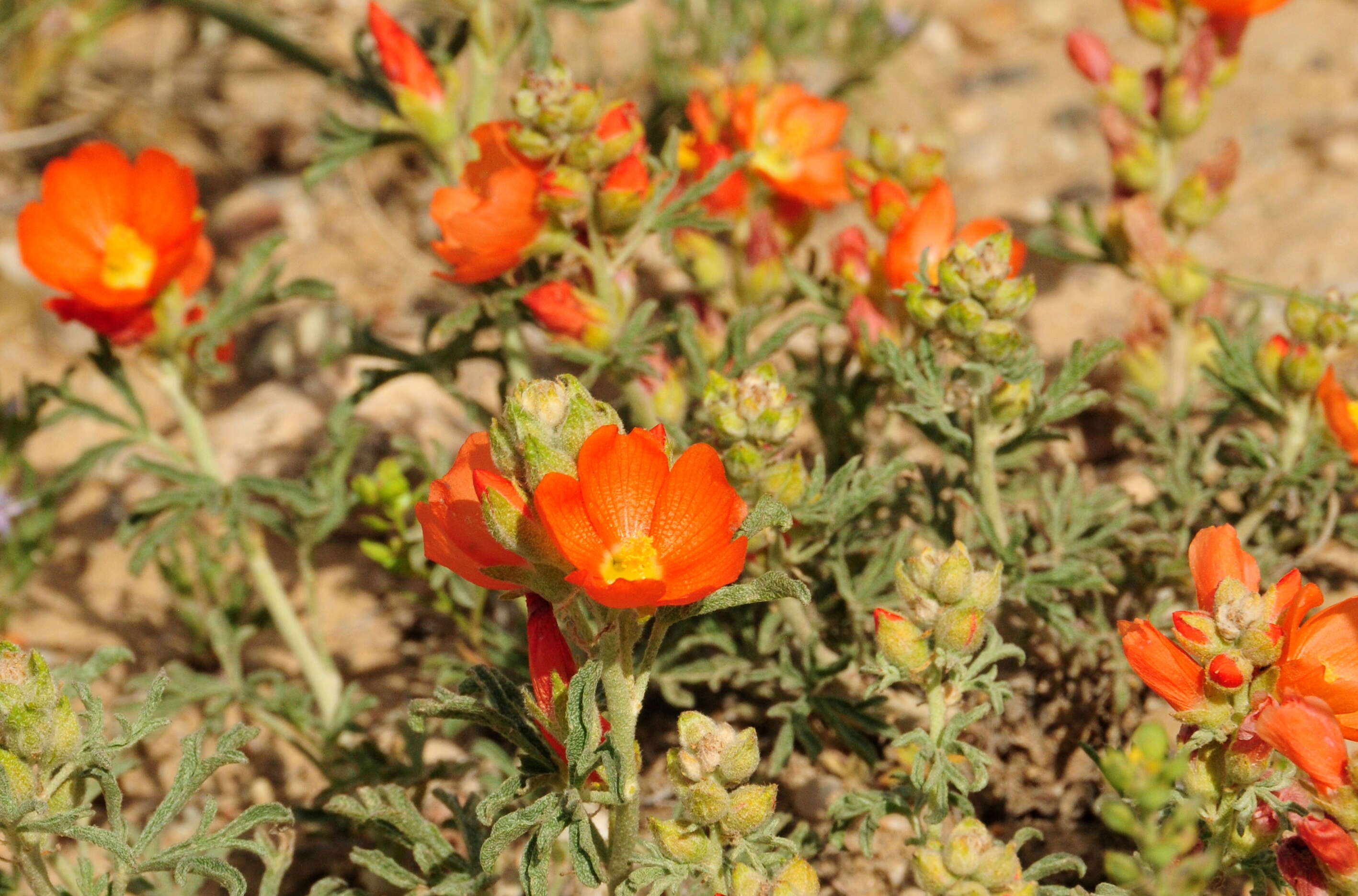 Image of scarlet globemallow