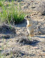 Image of White-tailed Prairie Dog