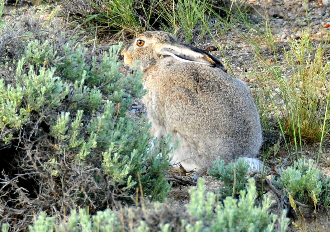 Image of White-tailed Jackrabbit