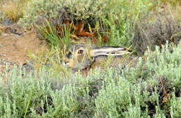 Image of White-tailed Jackrabbit