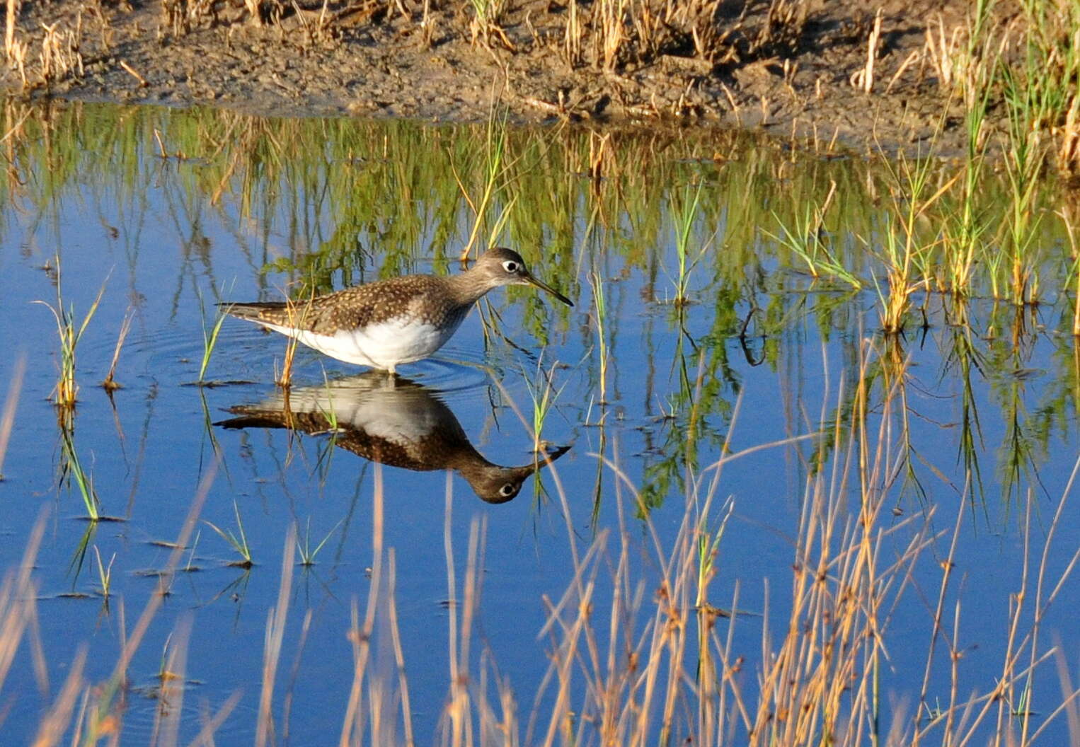 Image of Solitary Sandpiper