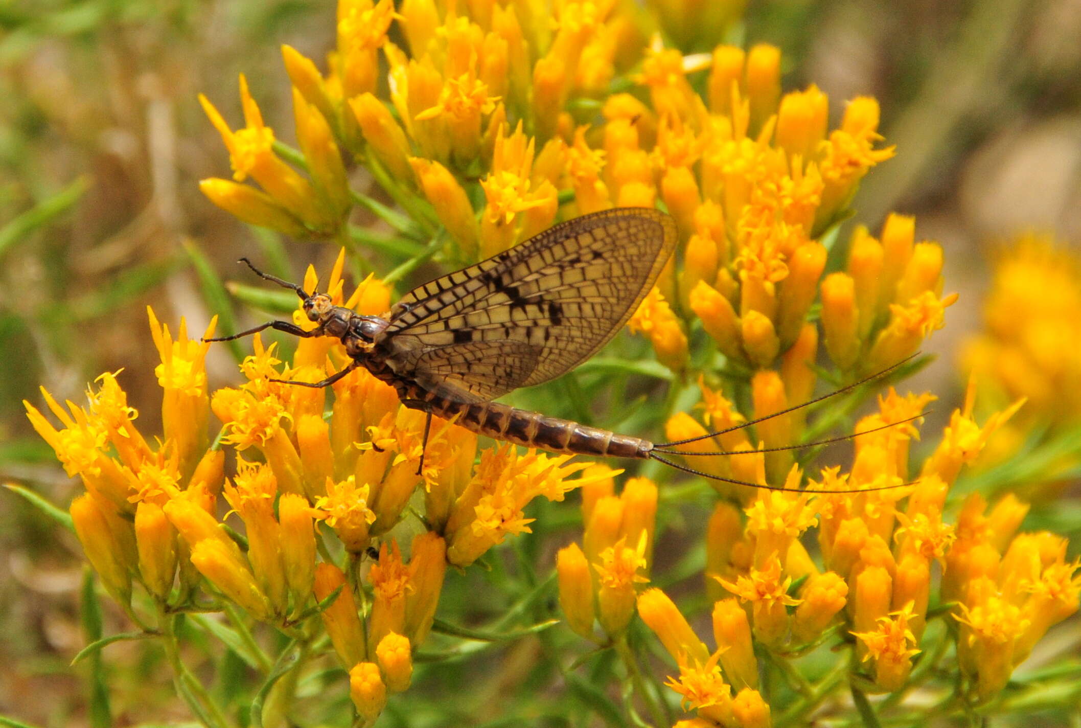 Image of Brown Drake (Mayfly)