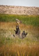 Image of Northern Harrier