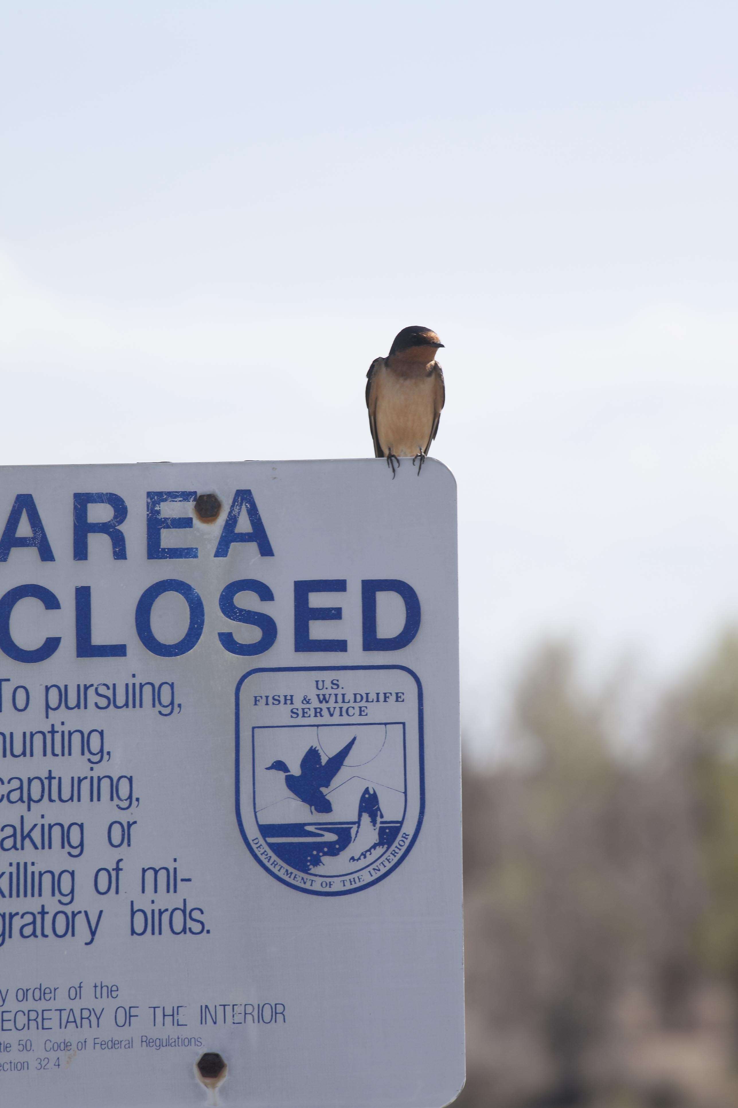 Image of American Cliff Swallow