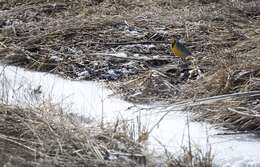 Image of Western Meadowlark