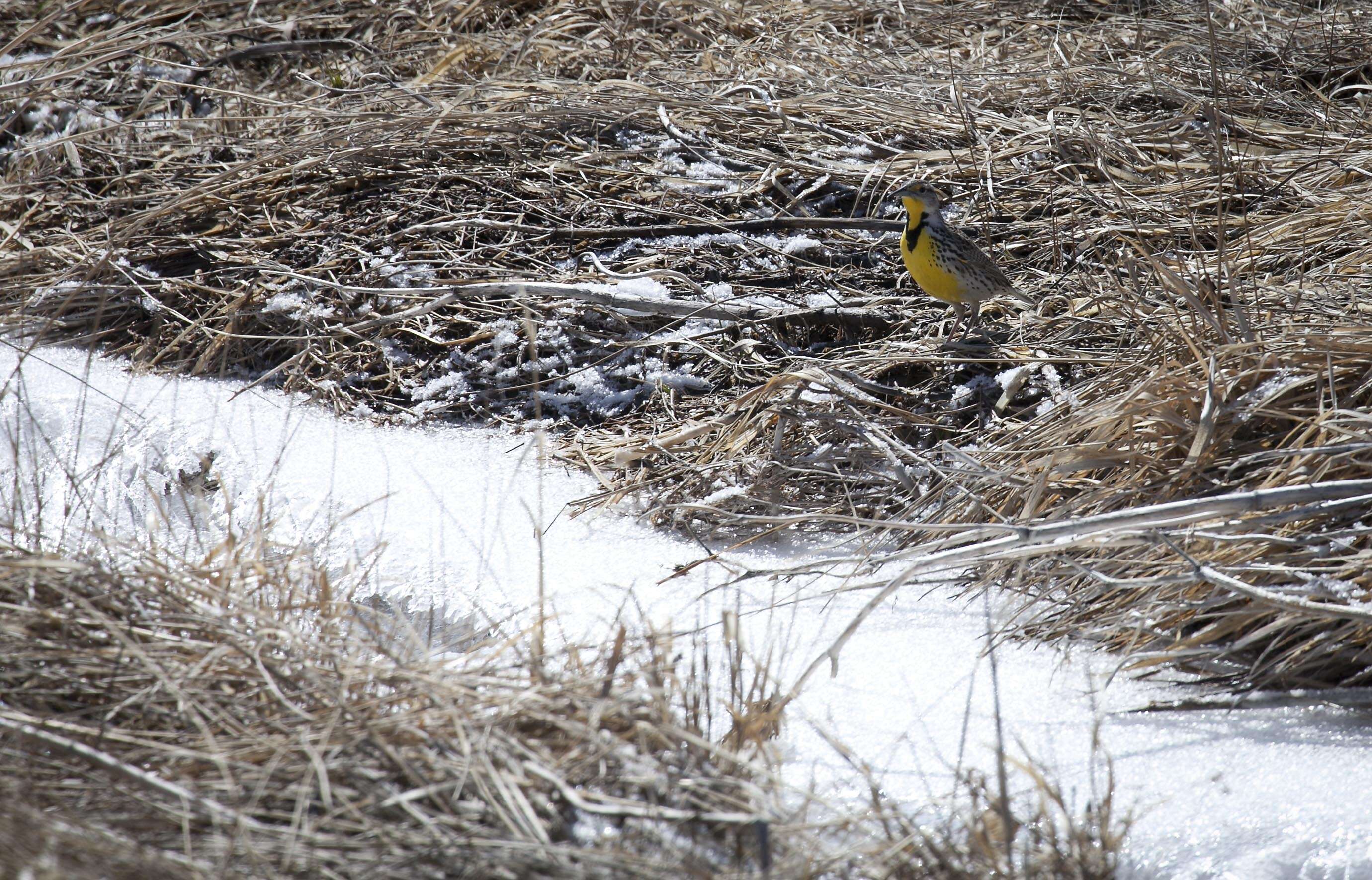 Image of Western Meadowlark