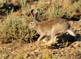 Image of White-tailed Jackrabbit