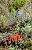 Image of Mountain Bluebird