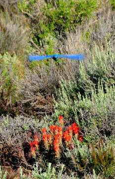 Image of Mountain Bluebird