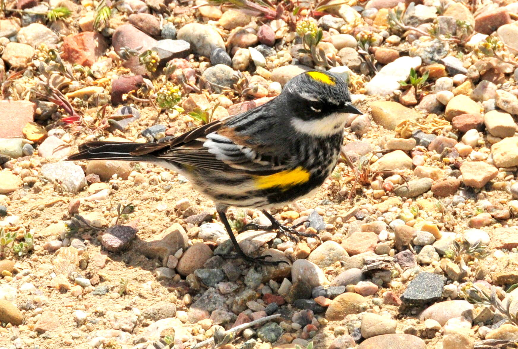 Image de Paruline à croupion jaune