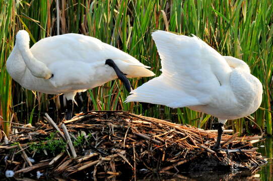 Image of Trumpeter Swan