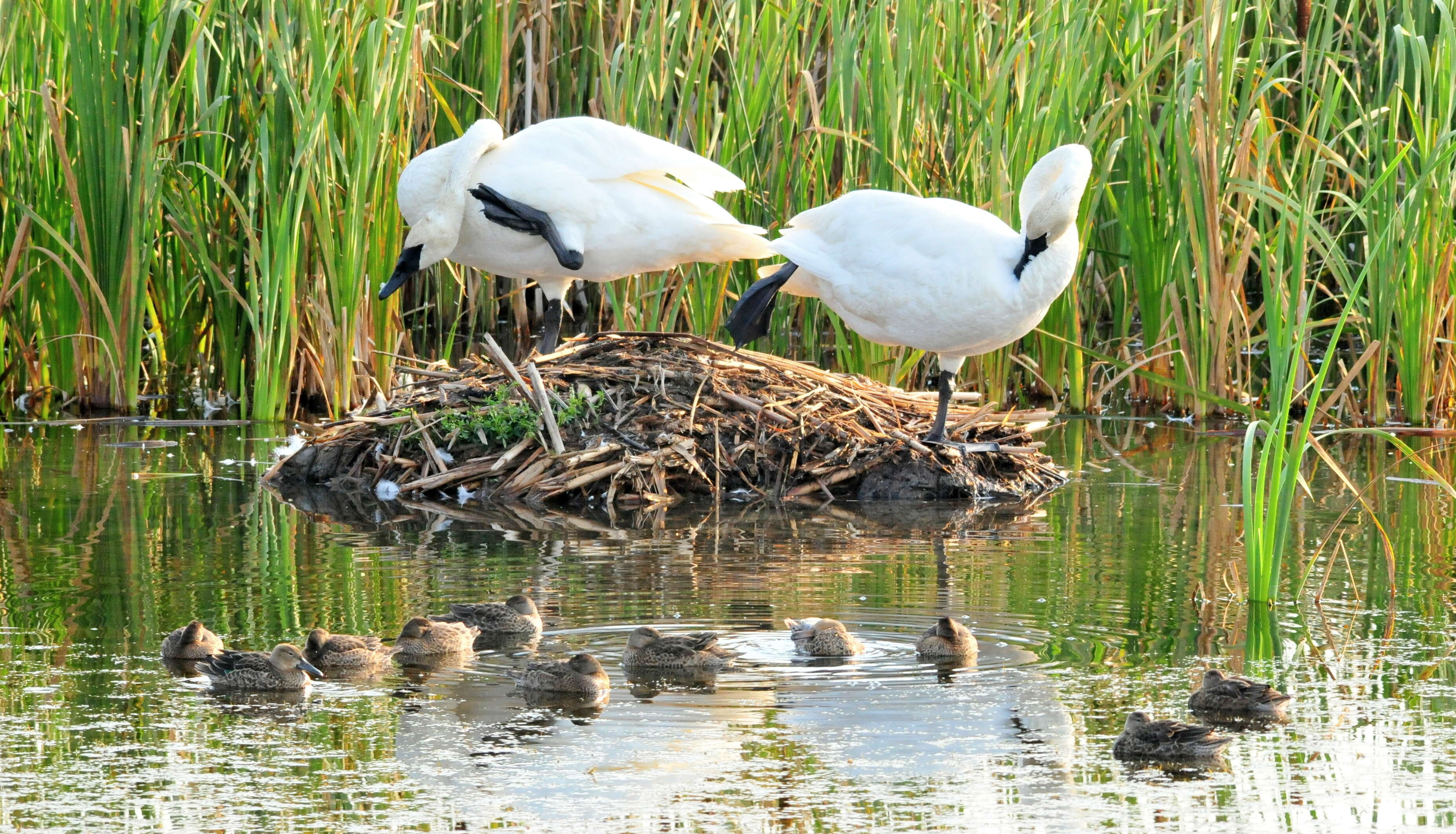 Image of Trumpeter Swan