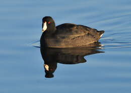 Image of Fulica Linnaeus 1758