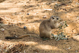 Image of Great Gerbil