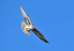 Image of Prairie Falcon