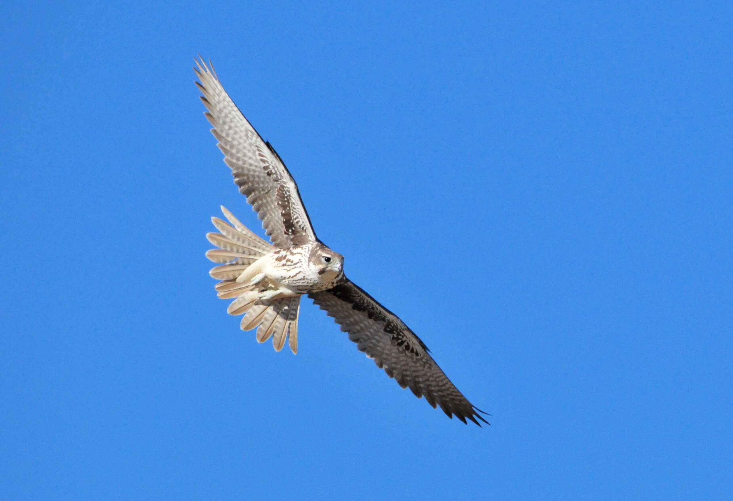 Image of Prairie Falcon