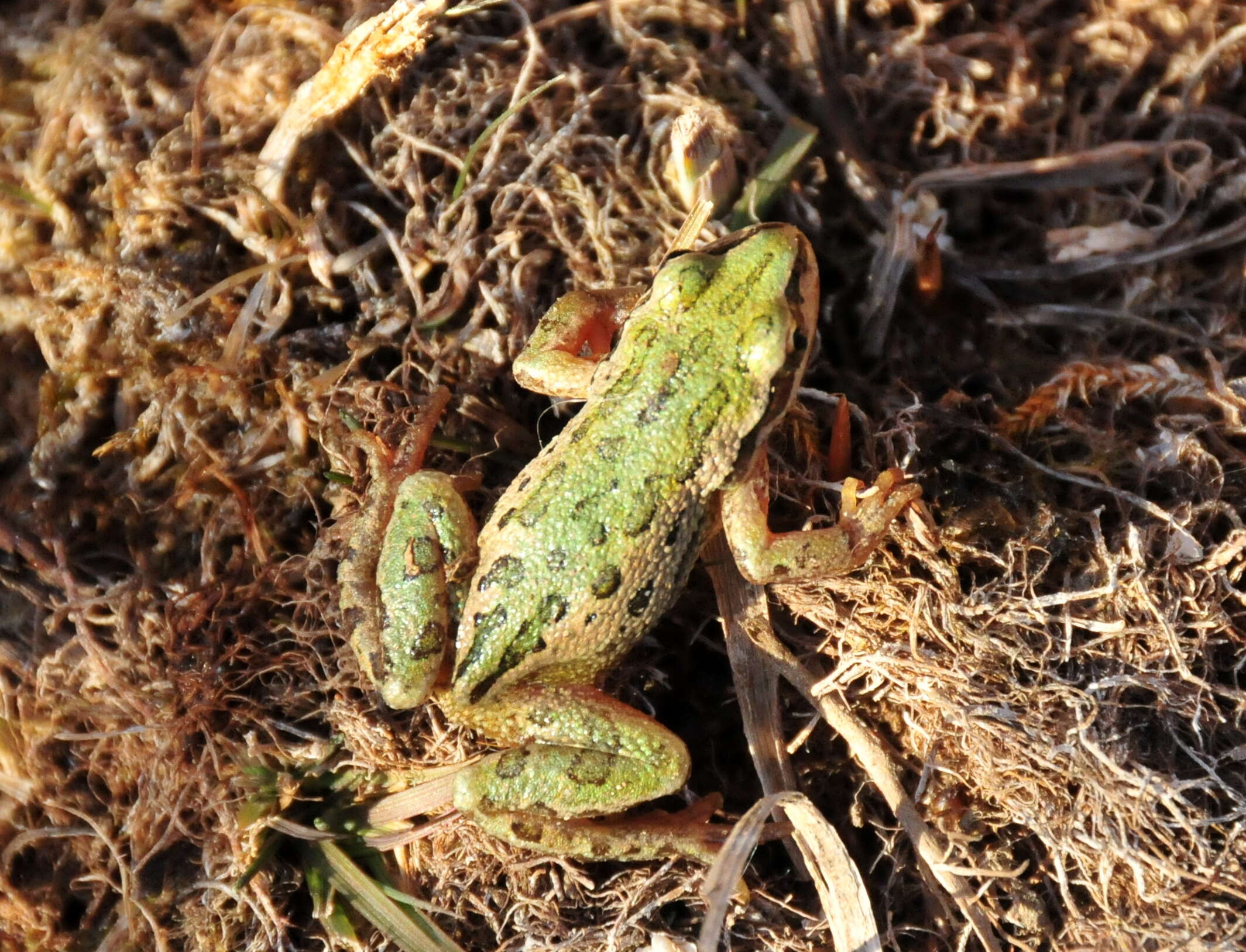 Image of Boreal Chorus Frog