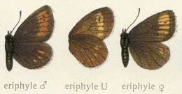 Image of Eriphyle Ringlet