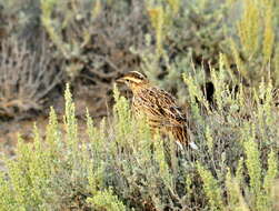 Image of Western Meadowlark