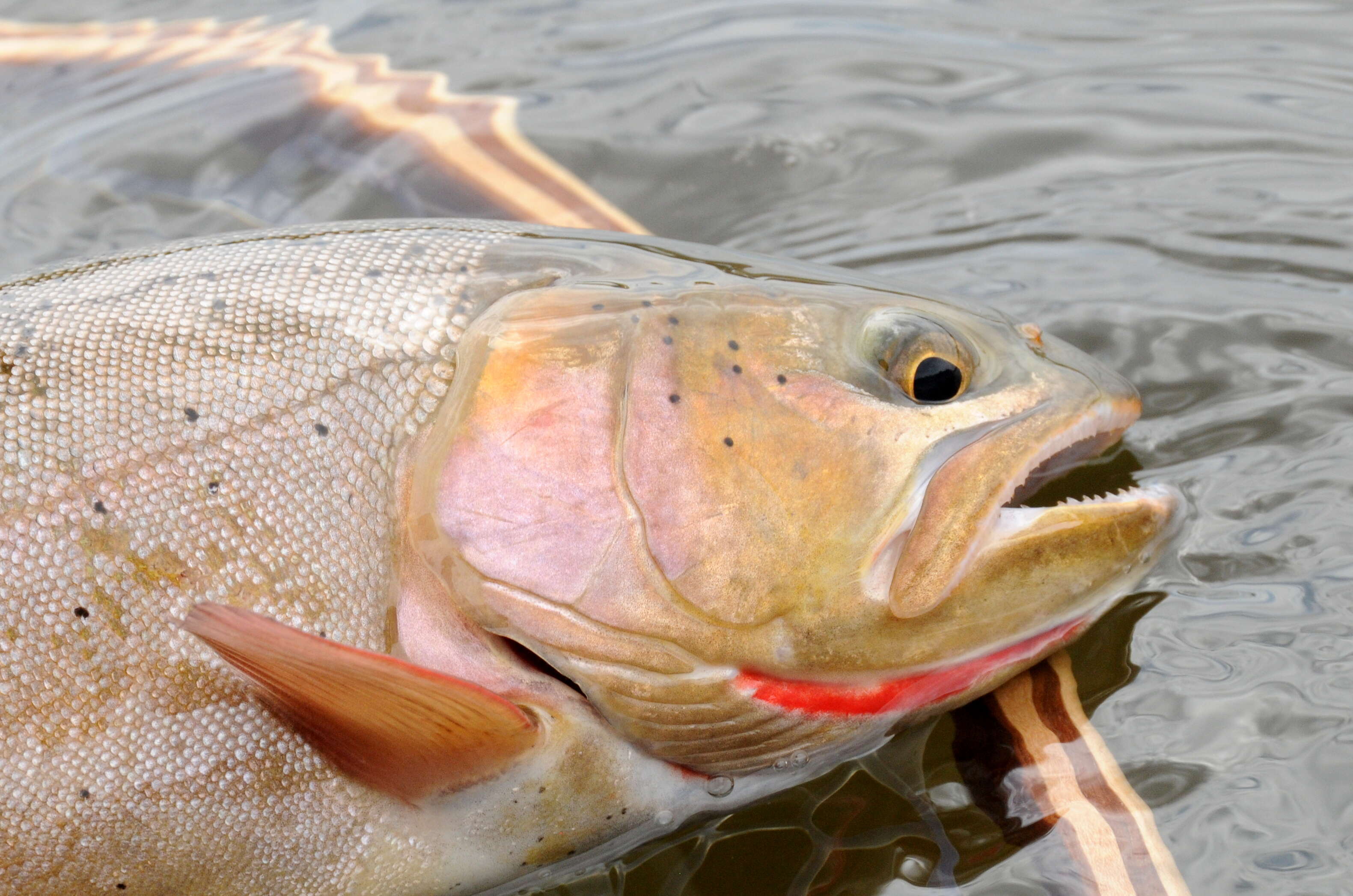 Image of cutthroat trout