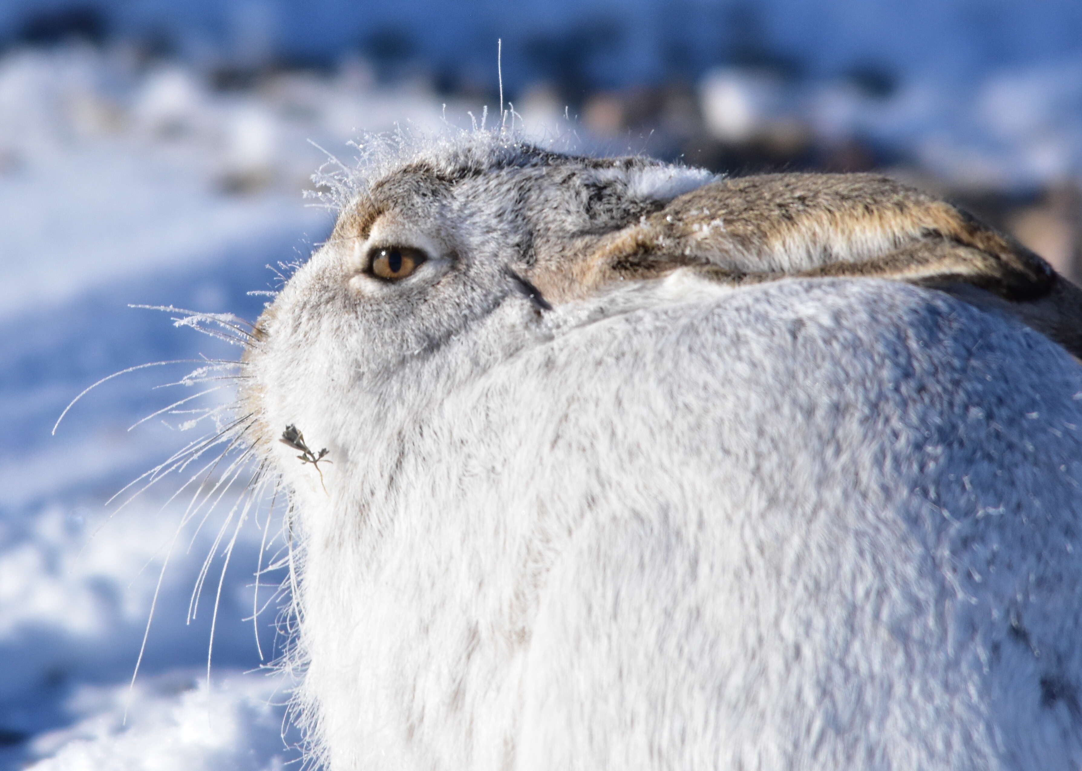 Lepus townsendii Bachman 1839 resmi