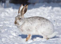 Image of White-tailed Jackrabbit