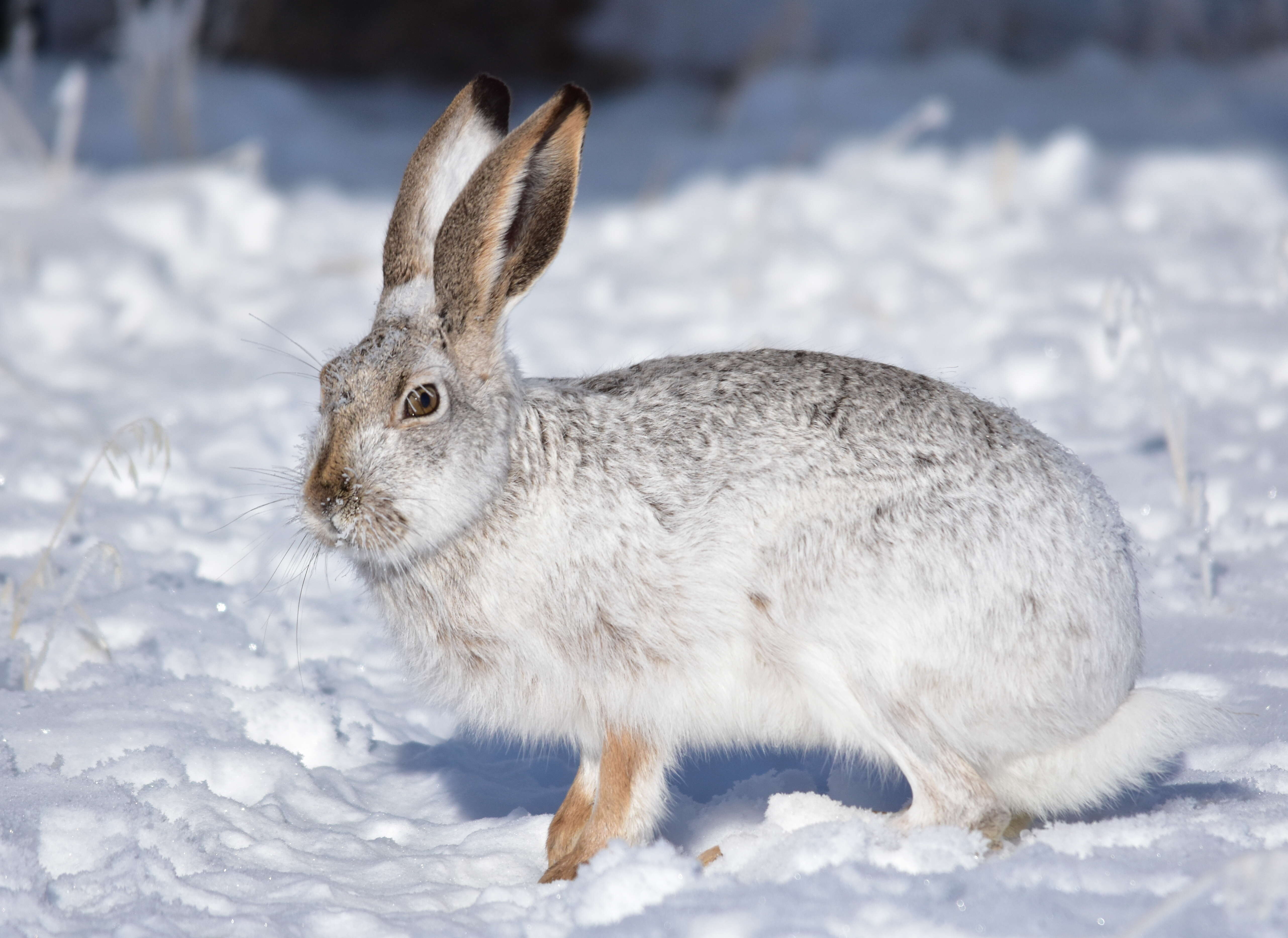 Lepus townsendii Bachman 1839 resmi