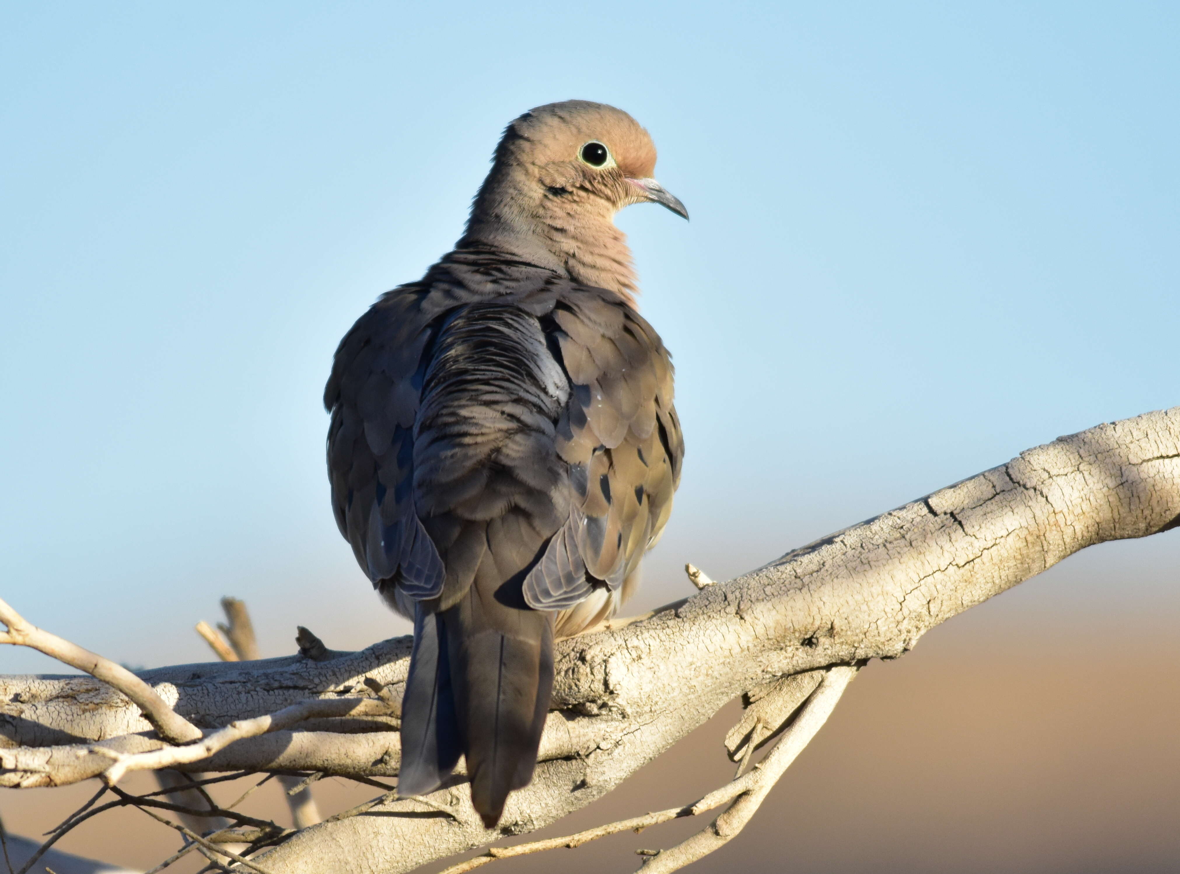 Image of American Mourning Dove