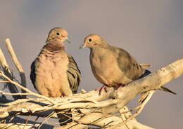 Image of American Mourning Dove